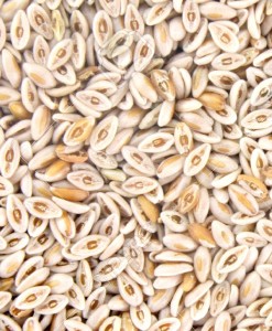 PLANTAGO-OVATA-SEEDS