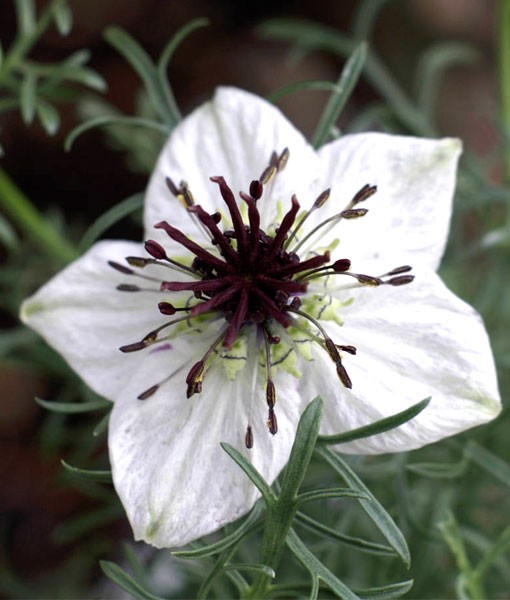 nIGELLA-sATIVA-eXTRACT